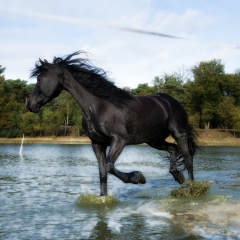 Niestadt-Fotografie-Schoonhoven-paarden-shoot-op-de-heide-in-Horst-2