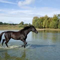 Niestadt-Fotografie-Schoonhoven-paarden-shoot-op-de-heide-in-Horst-4