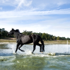 Niestadt-Fotografie-Schoonhoven-paarden-shoot-op-de-heide-in-Horst-6