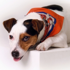 Niestadt-Fotografie-Schoonhoven-studio-shoot-jack-russel-met-sjaaltje