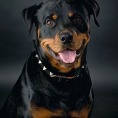 Niestadt-Fotografie-Schoonhoven-studio-shoot-rotweiler-tegen-donkere-achtergond