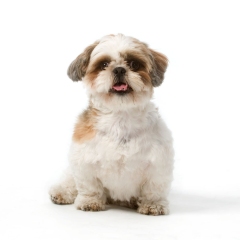 Niestadt-Fotografie-Schoonhoven-studio-shoot-schattig-hondje