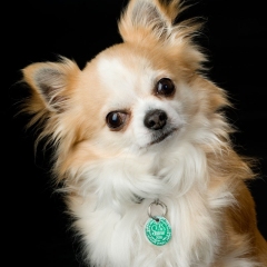 Niestadt-Fotografie-Schoonhoven-studio-shoot-van-nieuwsgierig-hondje